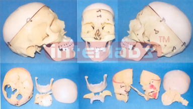 BIG ADVANCED HUMAN SKULL ASSEMBLABLE AND SEPARATABLE MODEL ARBITRARILY